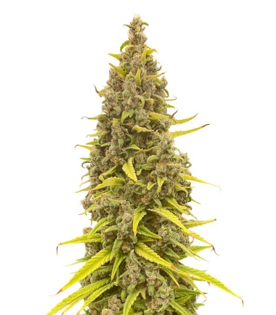 Соцветие сорта Grandmommy Purple fem