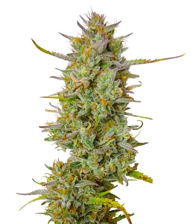 Соцветие сорта Hellfire OG Auto