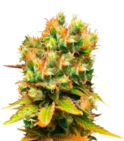 Соцветие сорта Honeybells fem