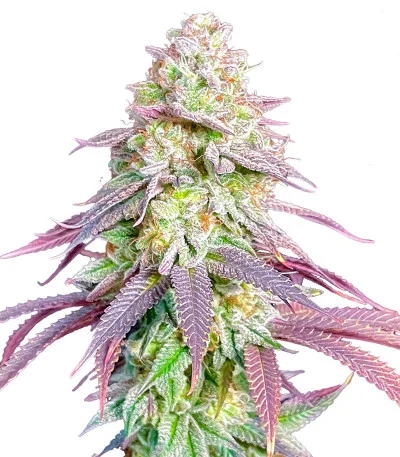 Соцветие сорта Lemon Orange
