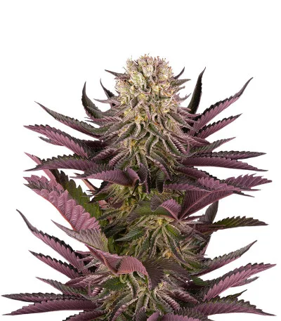 Соцветие сорта Mimosa X Orange Punch fem