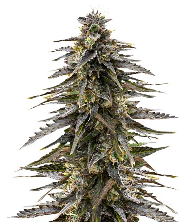 Соцветие сорта Moonshine Cookies fem