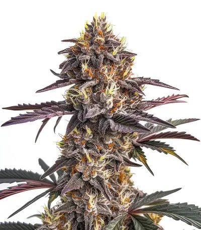 Соцветие сорта Moonshine Cookies Auto